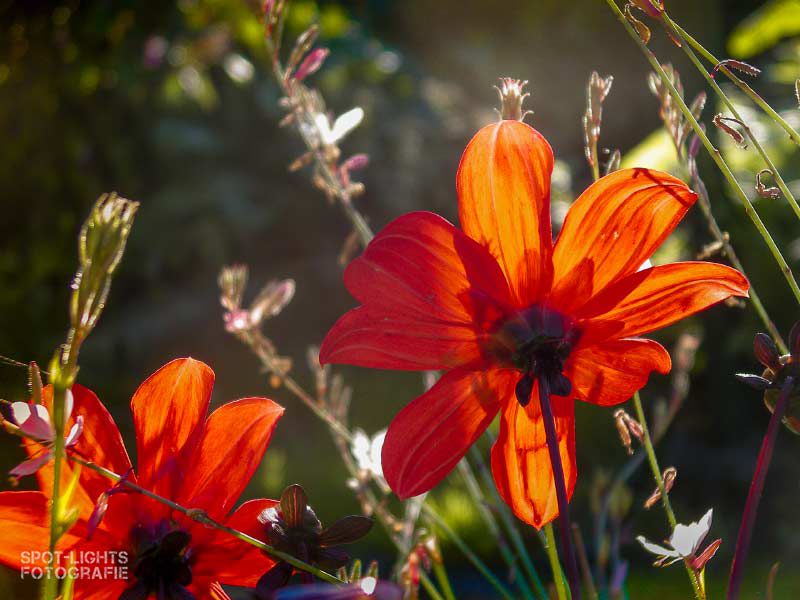 rote Blume